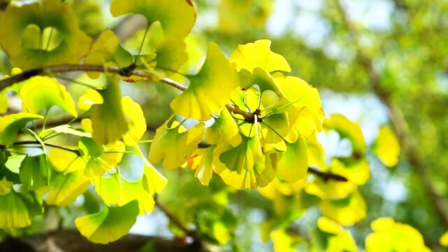 Glowing Golden Ginkgo Leaves Adorning Trees in Serene Autumn Light