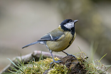 Great tit bird perching on mossy log in nature © CaptainCat