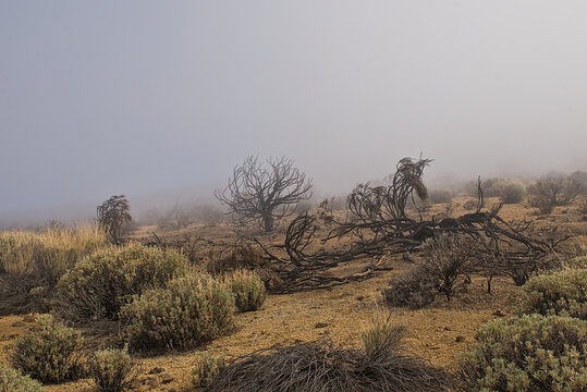Misty shrubland on volcanic soil in Teide national park, Tenerife, Canary islands, Spain 