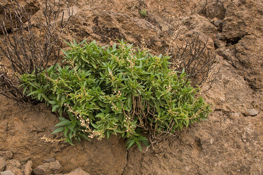  Scrophularia glabrata Aiton, plant endemic to the Canary islands 