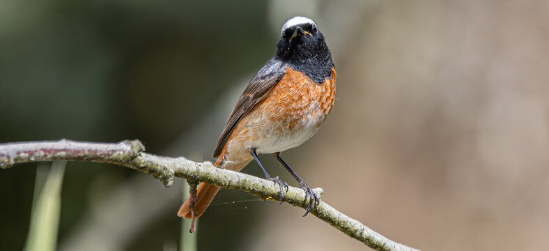 Common redstart bird perching on a tree branch