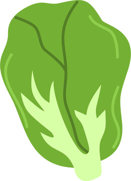 cartoon letuce illustration