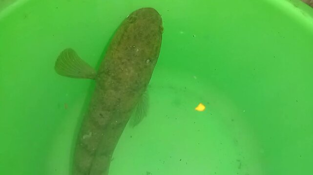 Close-up of a Common Snakehead fish (Channa striata)