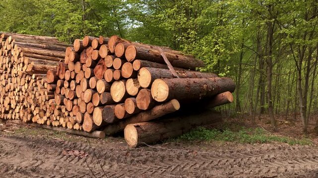Pile of felled trees or stack of cut logs in a german forest, deforestation logging industry in the woodlands in Europe 