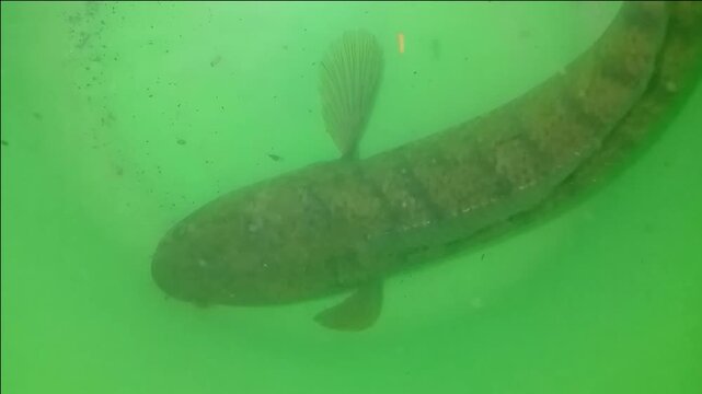Close-up of a Common Snakehead fish (Channa striata)