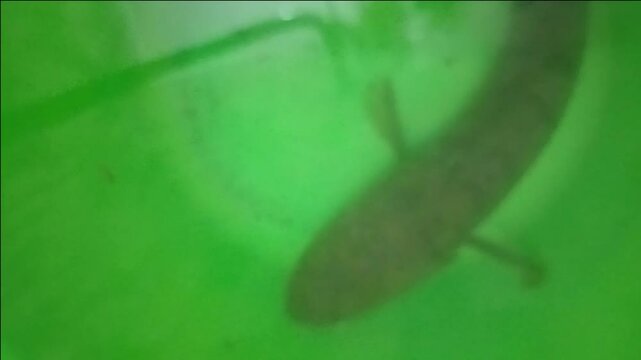 Close-up of a Common Snakehead fish (Channa striata)