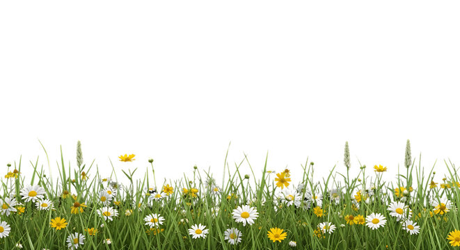 Daisy meadow border isolated on transparent background strip