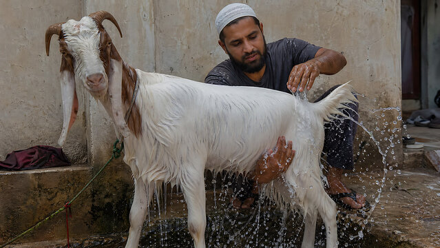 A man in a white skullcap washes a white and brown goat with long ears, spraying water on its body.