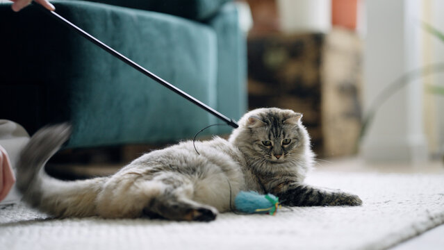 Person playing with their fluffy longhair cat using a toy mouse on the living room floor, showing companionship and pet care