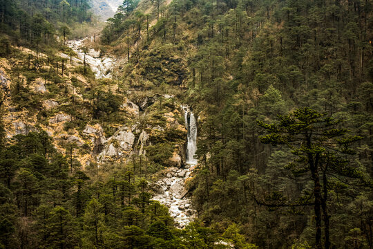 Scenic waterfall cascading through dense pine forest on a rugged mountainside, surrounded by rocky terrain and lush Himalayan greenery in North Sikkim. 