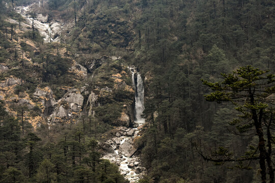 Scenic waterfall cascading through dense pine forest on a rugged mountainside, surrounded by rocky terrain and lush Himalayan greenery in North Sikkim. 