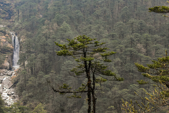 Tall pine tree in foreground with distant waterfall cascading through dense forested Himalayan valley, creating a serene and misty mountain landscape in North Sikkim.