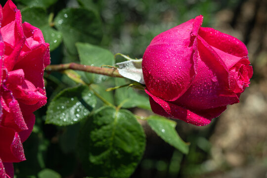 Bocciolo di rosa con gocce d'acqua