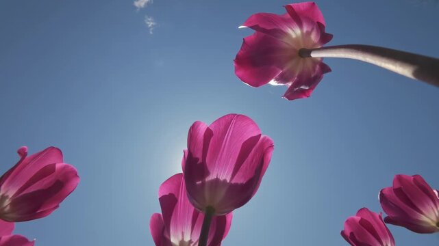 Low angle view of vibrant pink fuchsia tulips against blue sky, bright sun star with lens flare, glowing translucent petals in spring garden, camera moving up approaches hot pink buds, backlit by sun