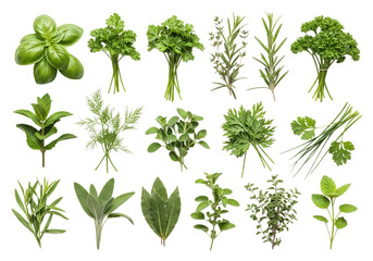 Fototapeta premium Collection of various fresh green leafy herbs displayed in a flat layout isolated on white background