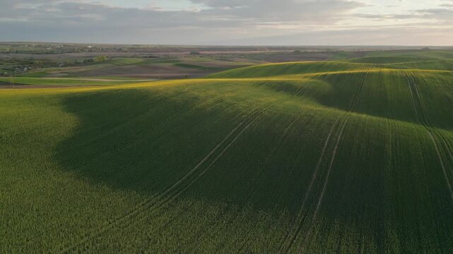 Gorgeous aerial view of green agricultural fields with rapeseed and rolling hills with long shadows cast by the setting sun, creating a spectacular and wavy landscape in the peaceful countryside