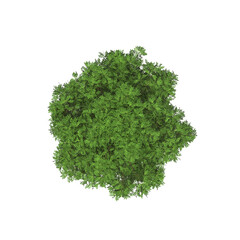 Fototapeta premium tree top view, isolate on a transparent background, 3d illustration 