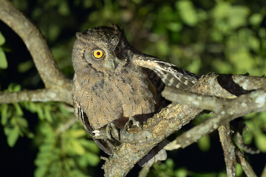 Mantanani Scops-Owl looking alert at night