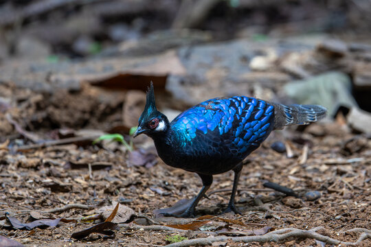 Palawan Peacock-Pheasant walking on forest floor