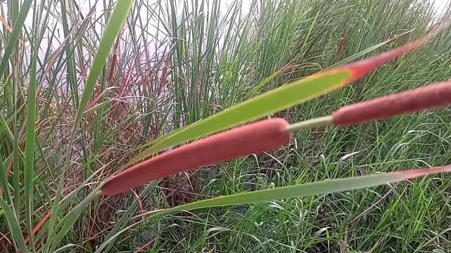 A picture of cattail, likely Typha latifolia or broadleaf cattail or Typha angustifolia or narrowleaf cattail plant