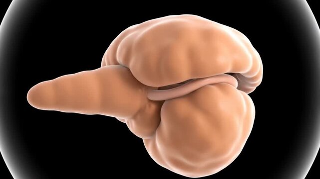 3D Visualization of Human Pancreas with Orbital Camera Movement