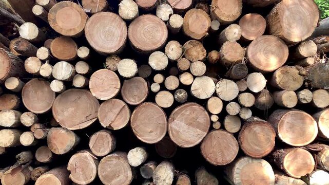 Pile of felled trees or stack of cut logs in a german forest, deforestation logging industry in the woodlands in Europe 