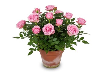Fototapeta premium A collection of blooming pink roses in a pot