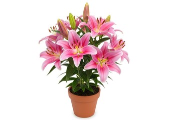 Fototapeta premium A bunch of vibrant pink lilies in a brown pot, showcasing the beauty of floral arrangements