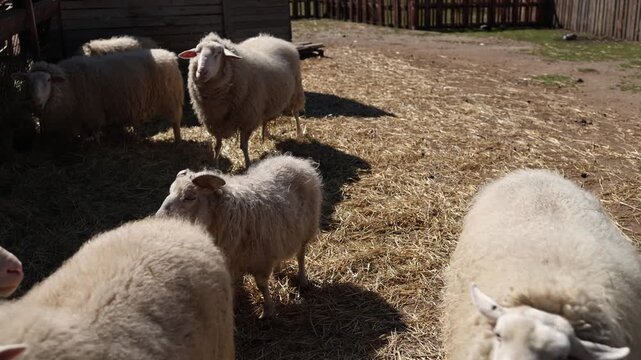 Group of sheep standing on straw in farm yard under bright sunlight curious livestock looking around natural rural scene with authentic farming atmosphere and daily animal life