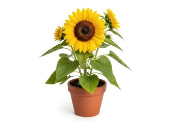 Obraz premium A vibrant sunflower in a terracotta pot, showcasing its bright yellow petals and lush green leaves. The sunflower stands tall and proud, bathed in natural light.