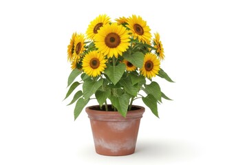 Obraz premium A vibrant sunflower plant, blossoming with bright yellow petals, potted in a terracotta pot