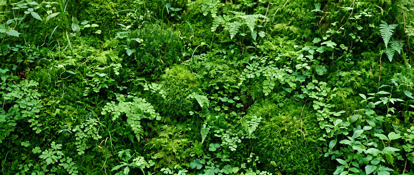 Dense moss and ferns forming a lush natural ecological landscape with rich textures and vibrant greenery