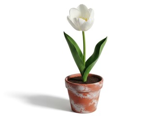 Fototapeta premium A beautiful white tulip blooming in a terracotta pot with fresh leaves