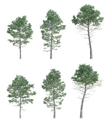 Obraz premium 3d Pinus Pinaster Trees Landscape Asset with Transparent Background for Outdoor Design Layout, Realistic 3D Render Illustration