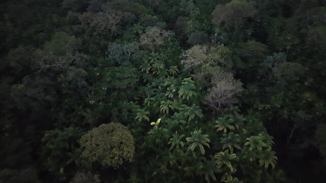 Aerial View of Amazon River at Ilha do Combu, Par&aacute;, Brazil