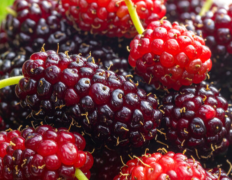 Extreme macro illustration of fresh mulberries showing glistening drupelets and small green stems in vibrant red and purple
