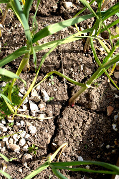 Dried, cracked earth and green grass vegetation trying to growconcept of Climate change impact