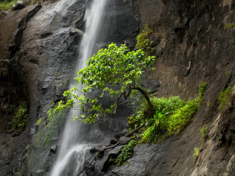 Small tree growing on a rocky cliff next to a beautiful tropical waterfall. Long exposure photography showing smooth flowing water with lush green foliage against dark wet stones. Concept of resilienc