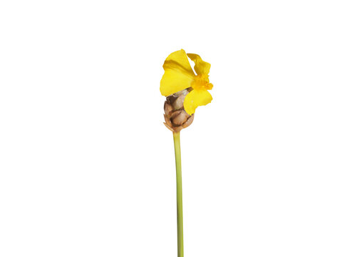Xyris complanata or feathered yellow eye stem with flower isolated on a white background