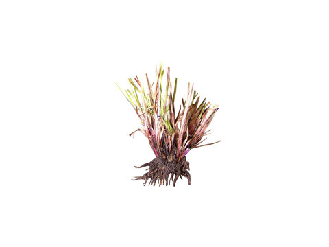 Xyris complanata or feathered yellow eye plant isolated on a white background