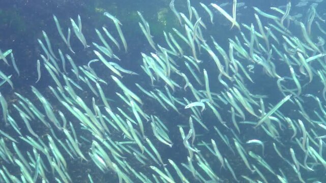 Large school of small fish, Mediterranean sand eel - Gymnammodytes cicerelus,  that can hide in the sand