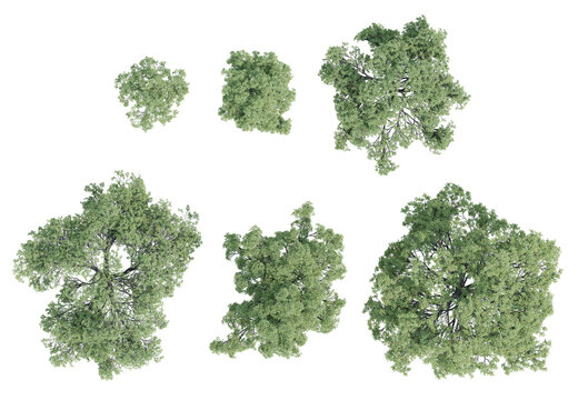 Realistic Quercus Faginea Trees Top View Botanical PNG on Transparent Background, Landscape Asset 3D Render Illustration for Architectural Visualization