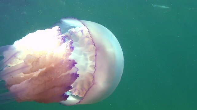 Large barrel jellyfish Rhizostoma pulmo (Rhizostomidae), sunlight highlights on oral arms in the blue water column, Black Sea.