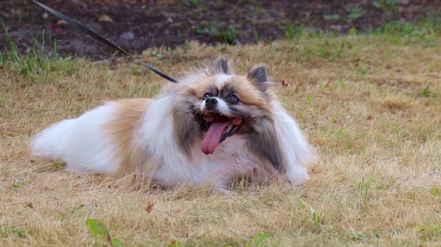 Small, fluffy dog with a white and tan coat lies relaxed on a patch of dry grass, panting with its tongue out. Leash is attached, suggesting it's on a walk. The scene captures a moment of rest during 