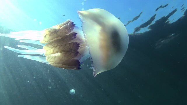 Large barrel jellyfish Rhizostoma pulmo (Rhizostomidae), sunlight highlights on oral arms in the blue water column, Black Sea.