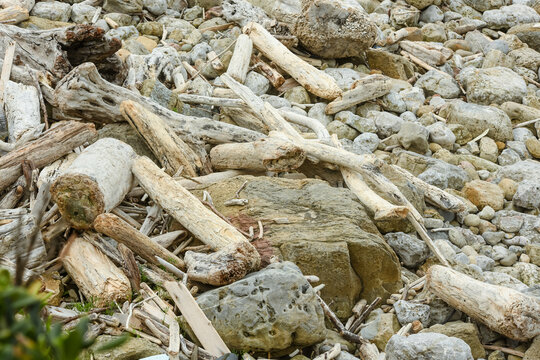 Driftwood on a sunny beach