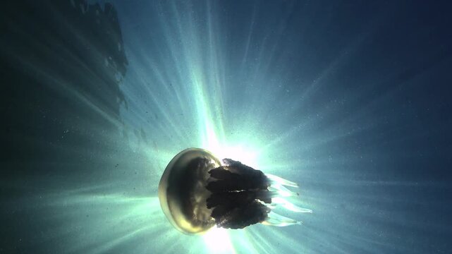 Large barrel jellyfish Rhizostoma pulmo (Rhizostomidae), sunlight highlights on oral arms in the blue water column, Black Sea.
