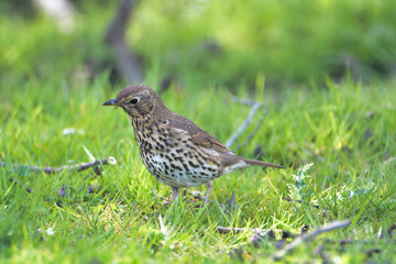 Fototapeta premium A Thrush on the grass 