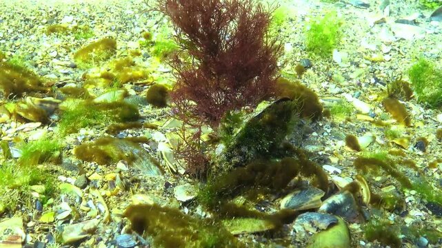 Red macroalga Ceramium rubrum growing on a mussel shell on the seabed