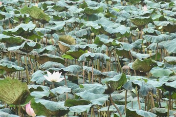 Naklejka premium Indian or sacred lotus lily water flower blooming in lake on garden